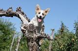 CORGI PEMBROKE 058